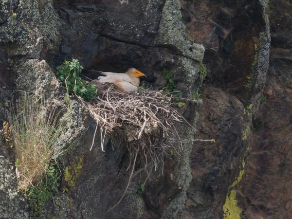 <h3><a href="/trips/extramadura/biota/animalia/chordata/aves/017 accipitriformes/004 accipitridae/neophron percnopterus/neophron percnopterus-nl.html">Neophron&nbsp;percnopterus</a> / Egyptian&nbsp;vulture / Aasgier</h3>OM-1 Mark II met OLYMPUS M.150-400mm F4.5 TC, 1/2000 sec  bij F5.6, ISO 1250, afstand 158&nbsp;m